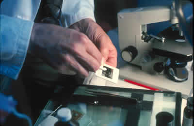 Photograph of person working on slide