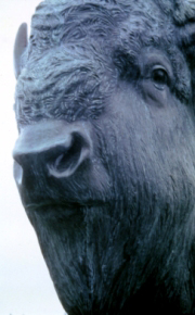 NEBuffalo.jpg (52986 bytes)