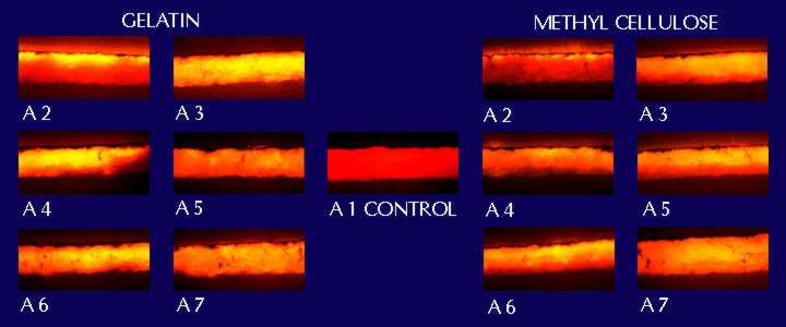 photomicrograph