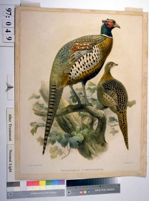 Illustration