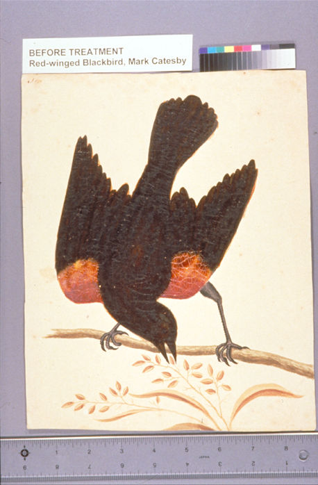 Illustration