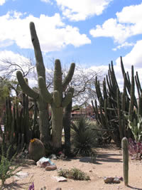 Picture of Tucson