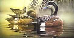 [Image of ducks showing different degrees of deterioration.]